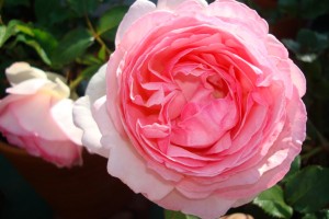rose1